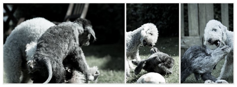 2014-06-2 Cherry & Aveline.jpg - 9 Wochen / 9 weeks